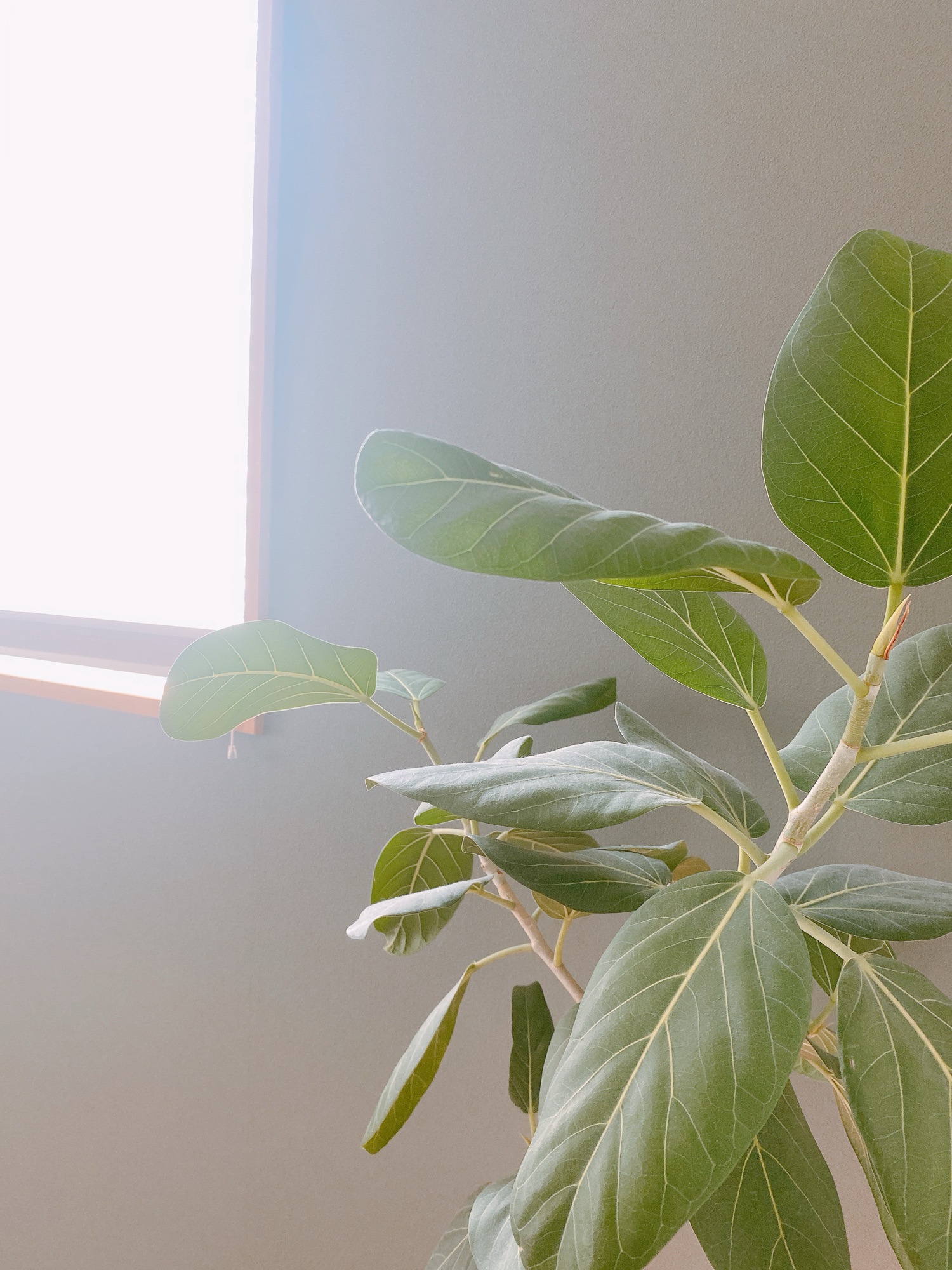 大田区 Citrine シトリン 体