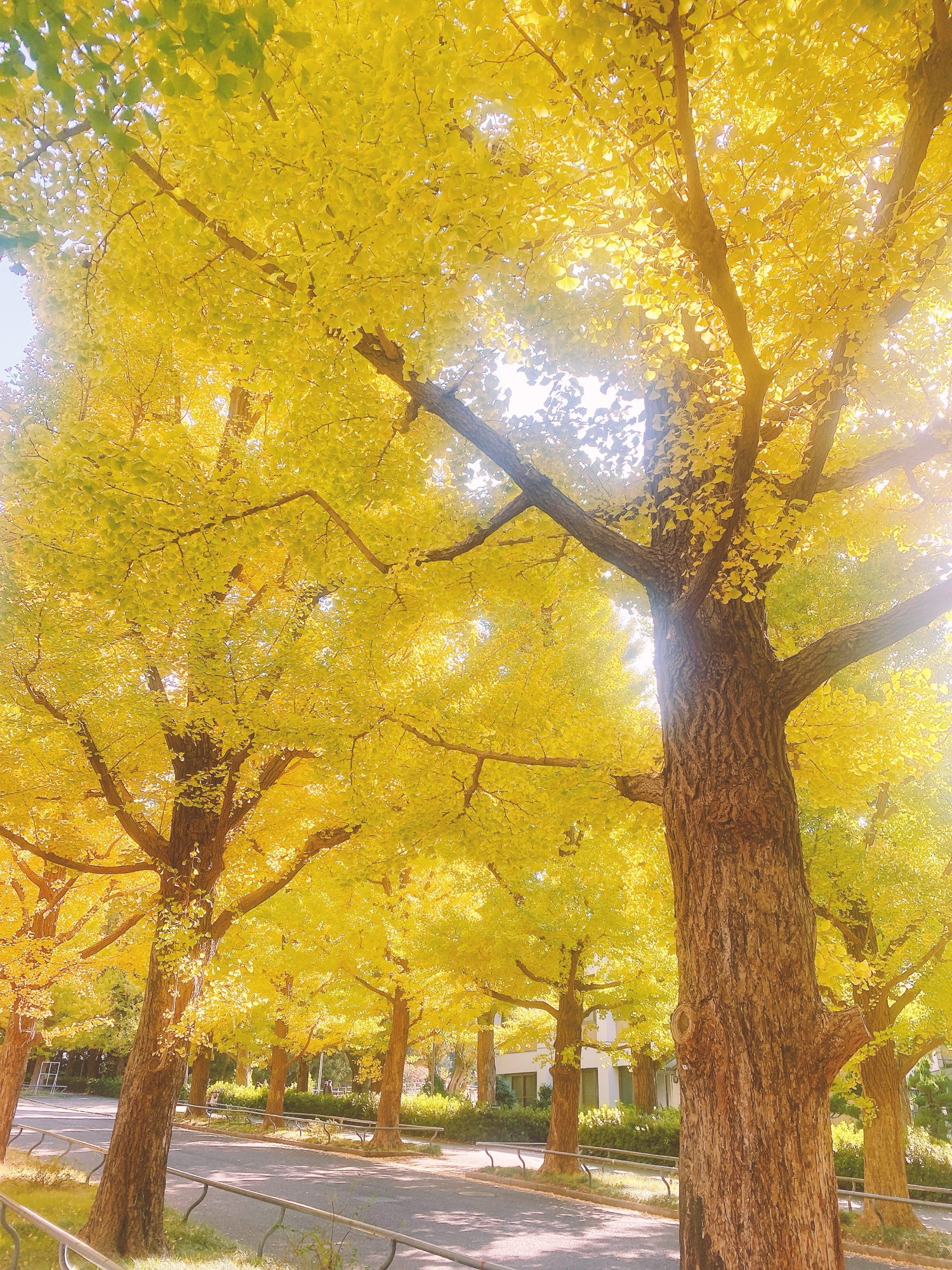 大田区 よもぎ蒸し シトリン 景色