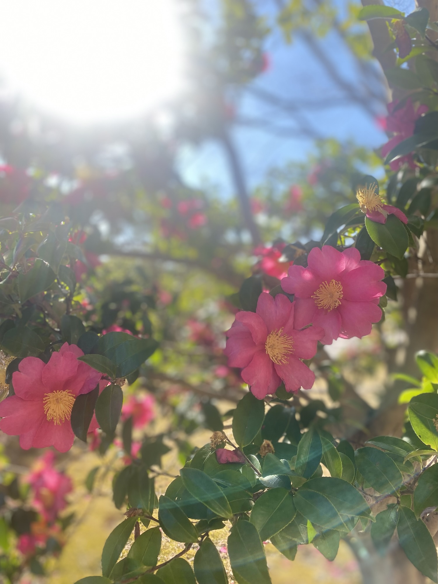大田区 よもぎ蒸し サロン Citrine 年末 挨拶