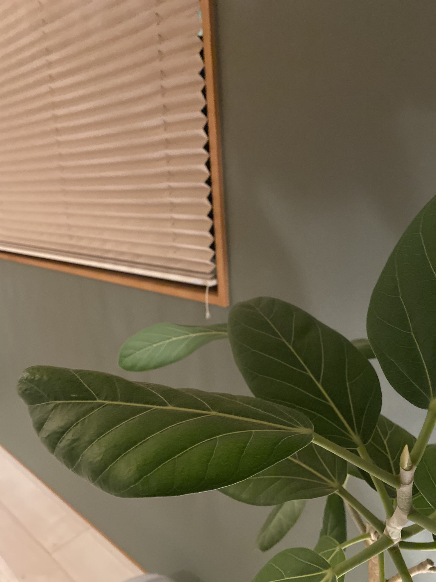 大田区 よもぎ蒸し シトリン Citrine 部屋